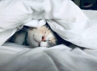spiaca mačka v posteli